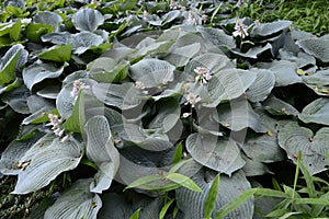 Hosta sieboldiana - very large pant with delicate flowers photo